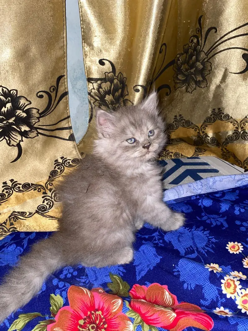 Persian kitten — photo 5