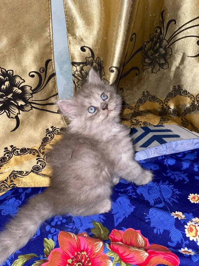Persian kitten — photo 6