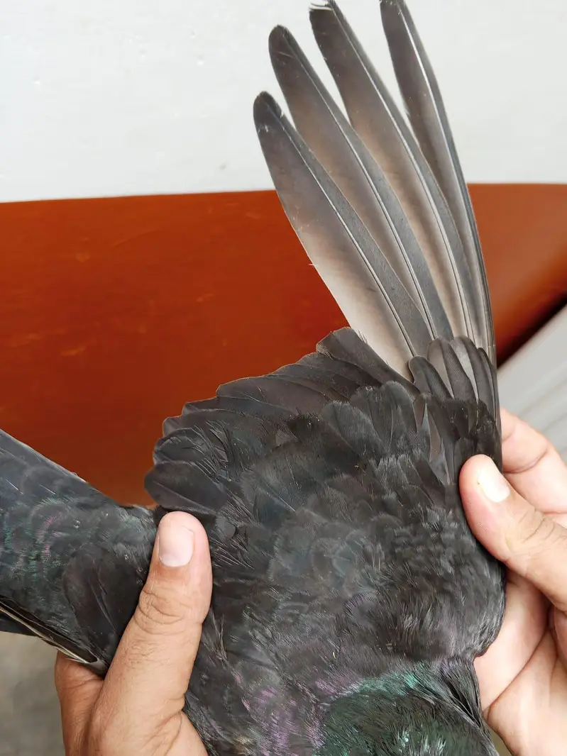 zakh indian kabootar highflyer — photo 3