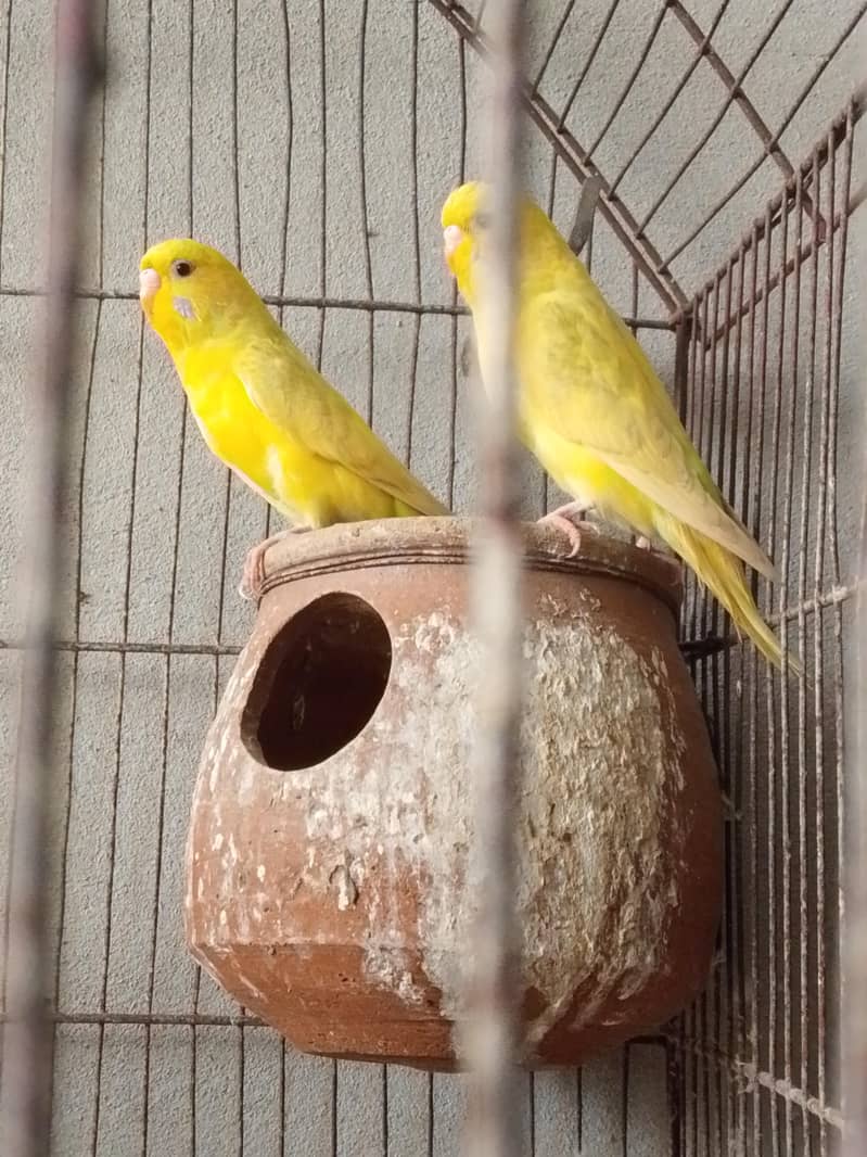 2 female 2