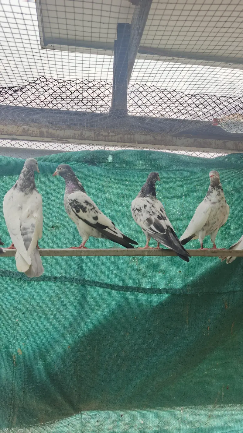high FlY Teddy Kabootar for sale — photo 2