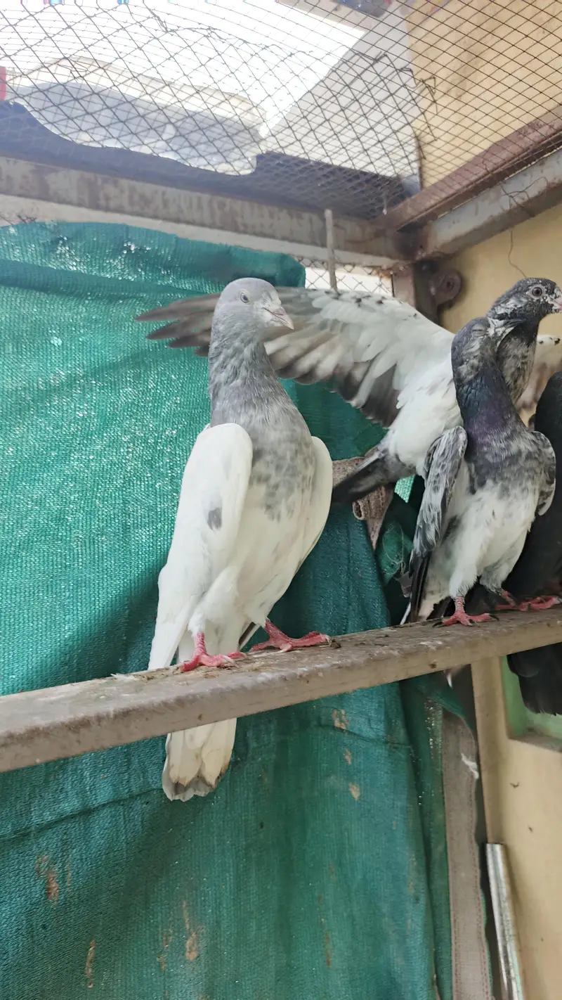 high FlY Teddy Kabootar for sale — photo 4