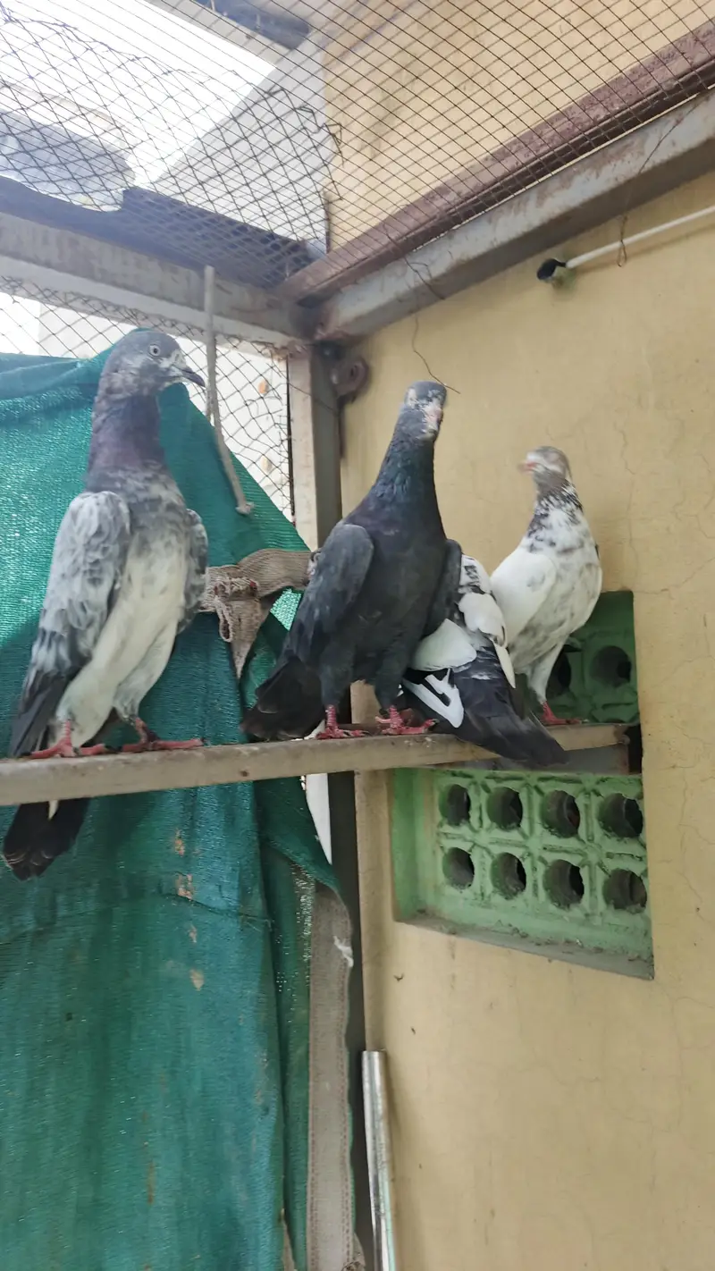 high FlY Teddy Kabootar for sale — photo 5