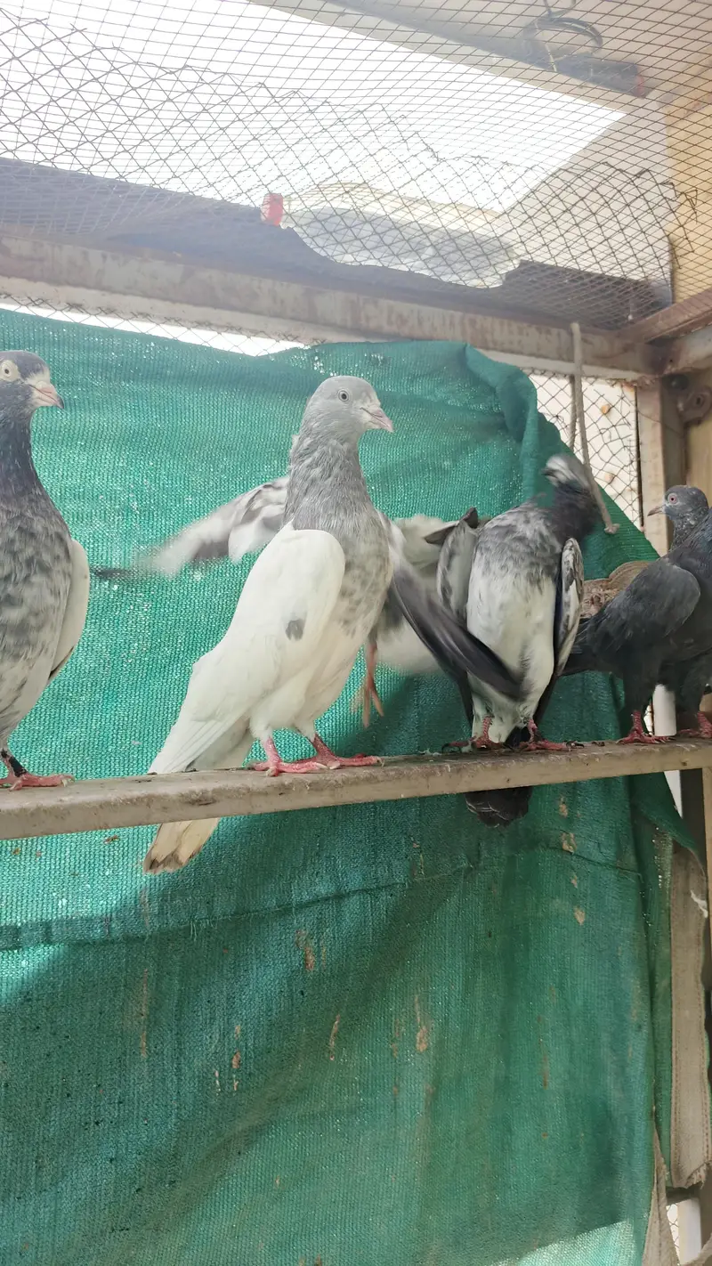 high FlY Teddy Kabootar for sale — photo 6