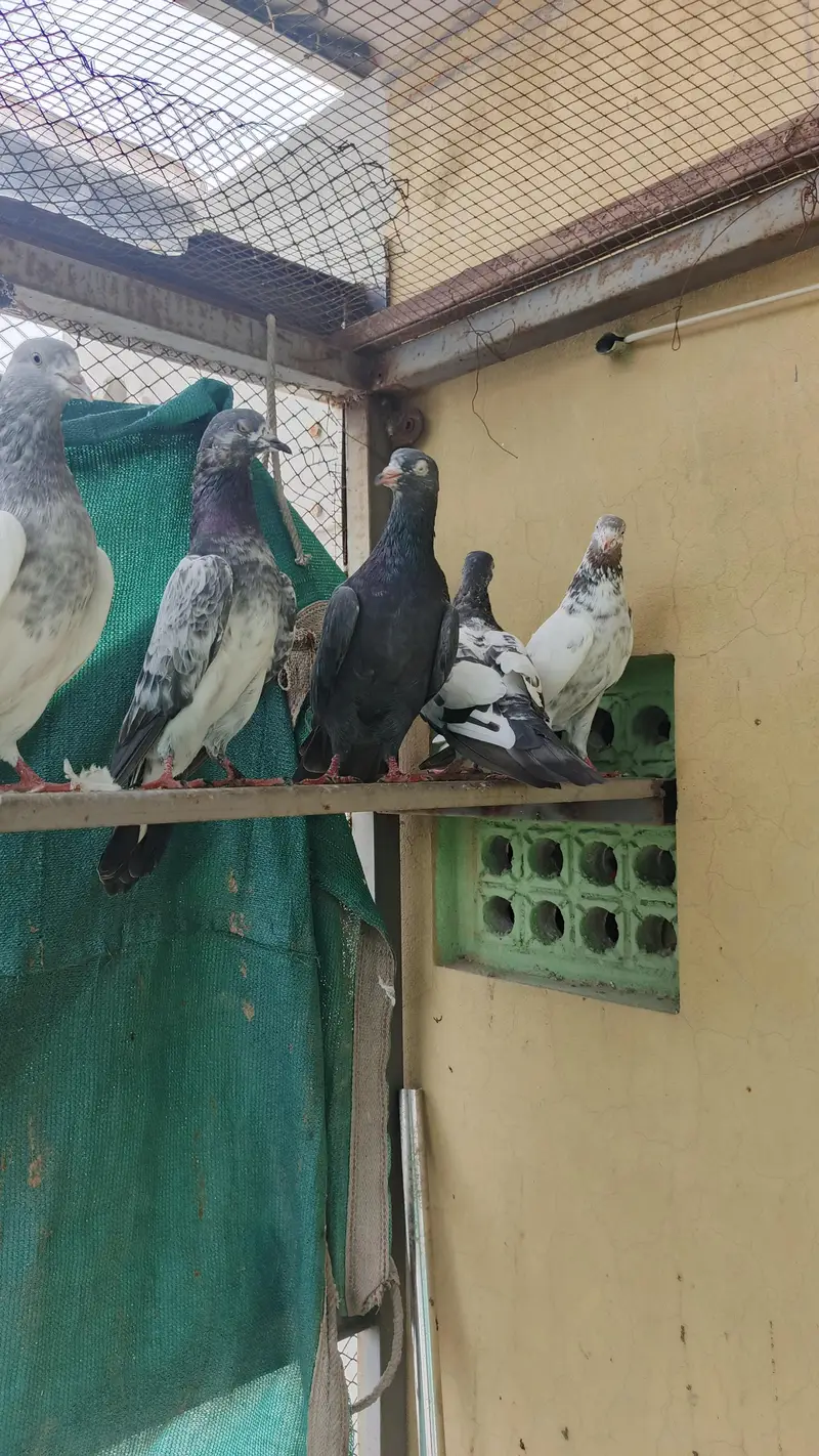 high FlY Teddy Kabootar for sale — photo 7