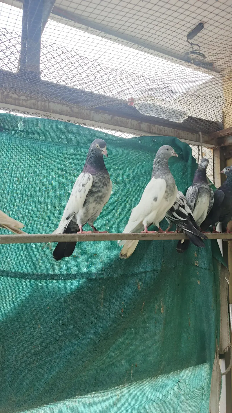 high FlY Teddy Kabootar for sale — photo 8
