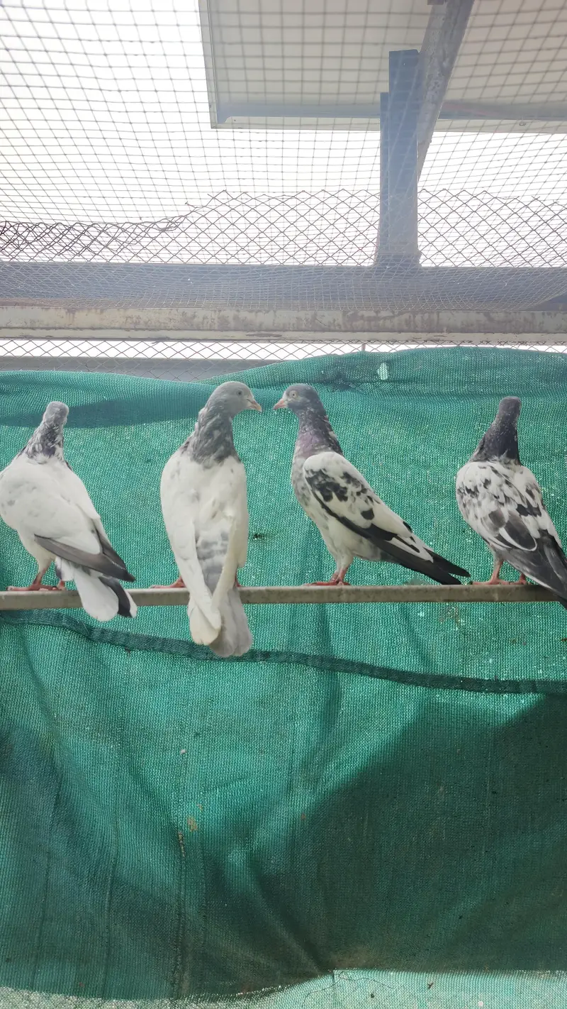 high FlY Teddy Kabootar for sale — photo 9
