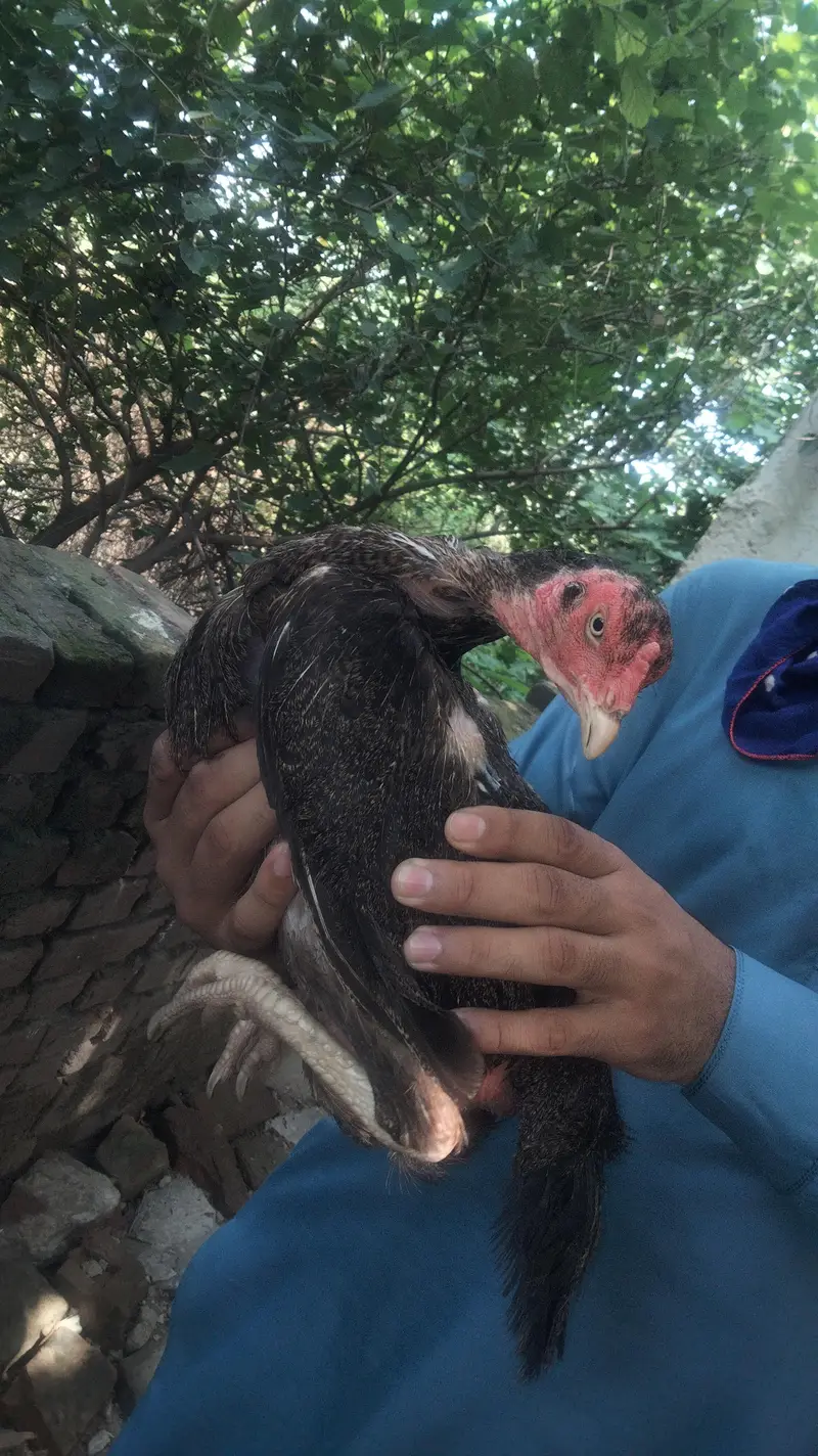 Aseel Birds — photo 4