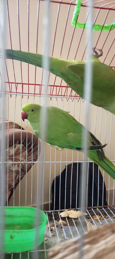 parrot's