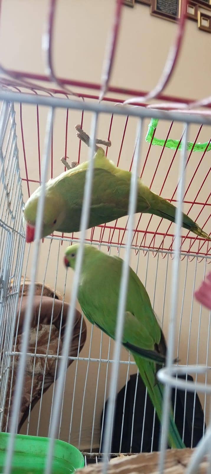 parrot's 1