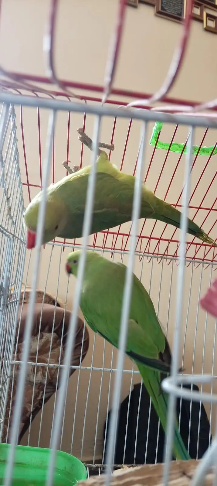 parrot's — photo 2