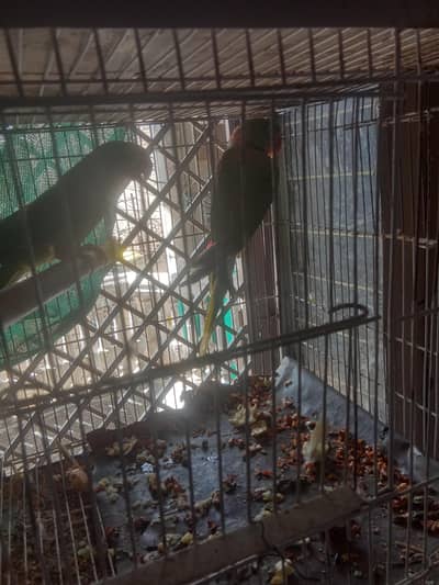 parrot