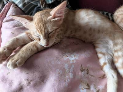 kittens for adoption