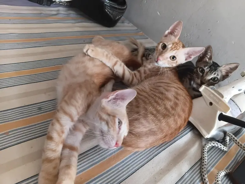 kittens for adoption — photo 2