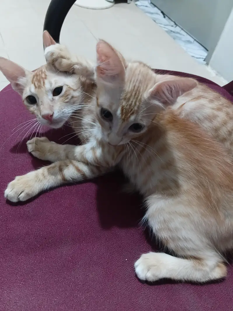 kittens for adoption — photo 3