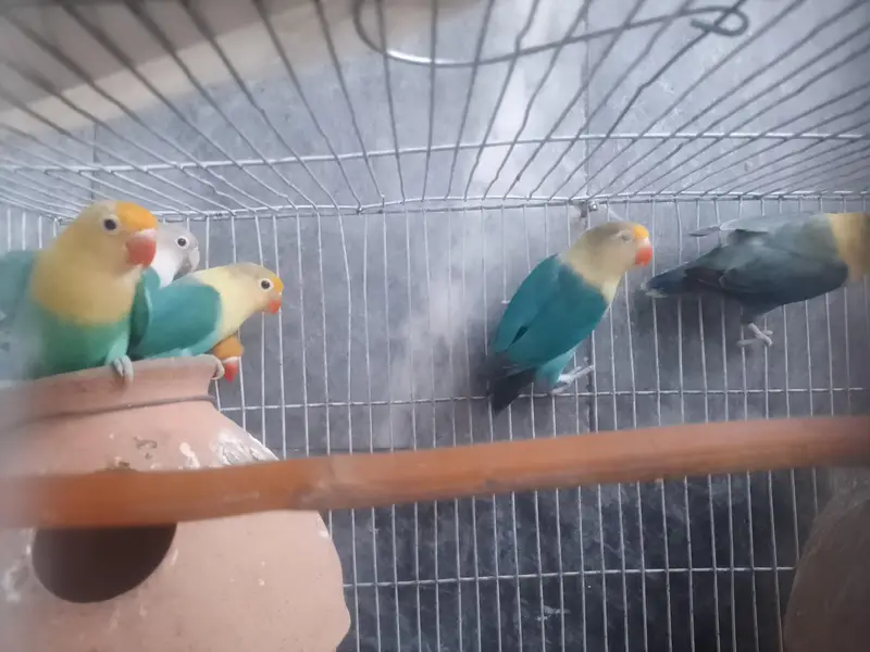 Healthy LOVER BIRDS for sale — photo 3
