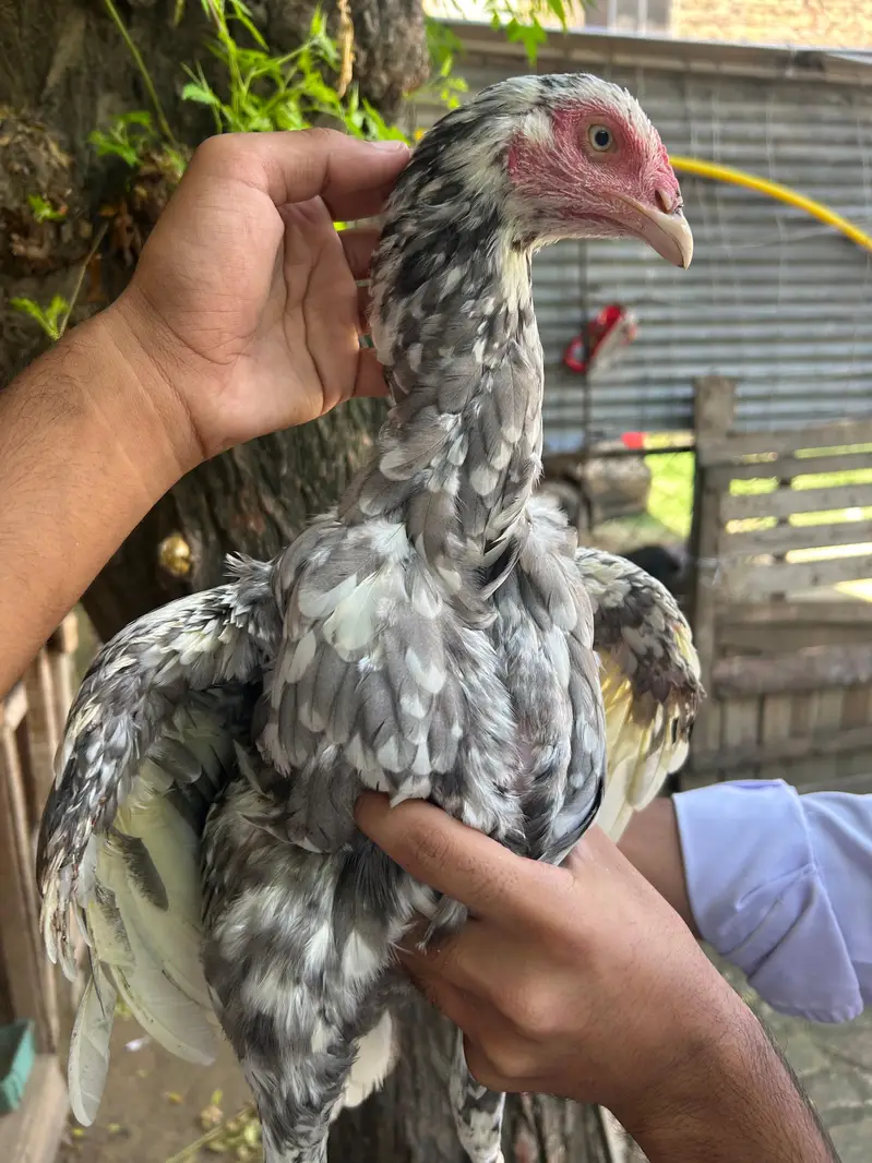 Cheene Madi For Sale 03415990466 — photo 4
