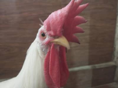 male chicken 1200 negotiable.