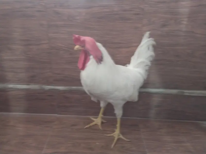 male chicken 1200 negotiable. — photo 2