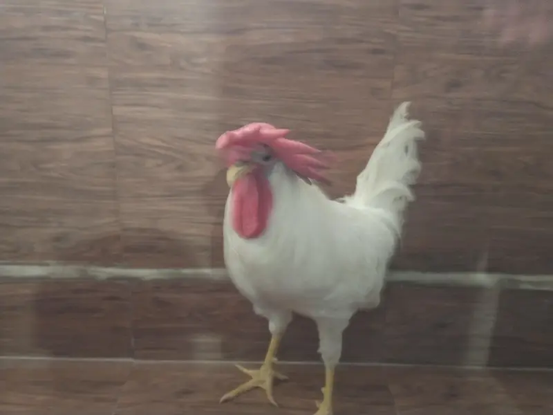 male chicken 1200 negotiable. — photo 3