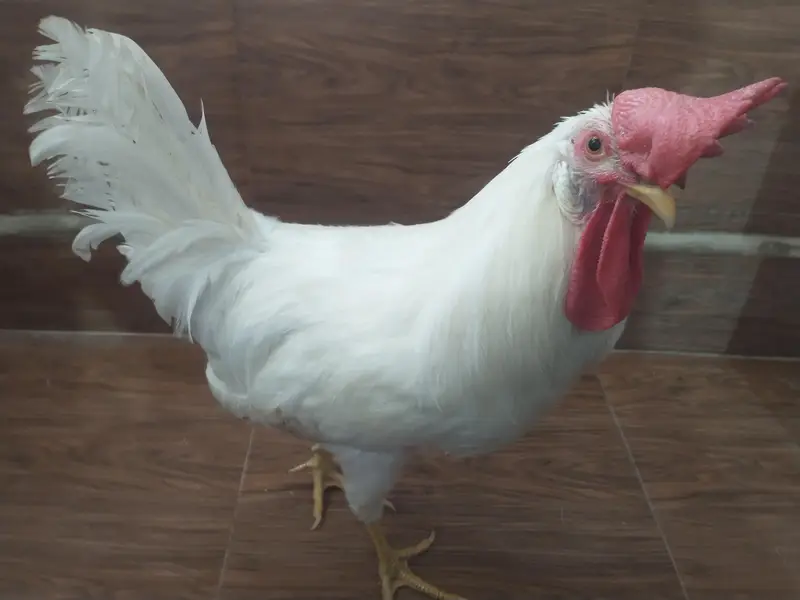 male chicken 1200 negotiable. — photo 4