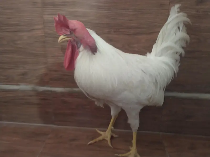 male chicken 1200 negotiable. — photo 5