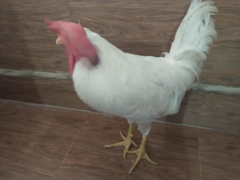 male chicken 1200 negotiable. — photo 6