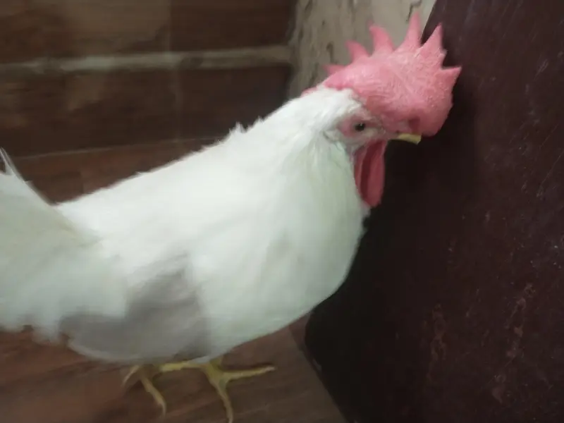 male chicken 1200 negotiable. — photo 7