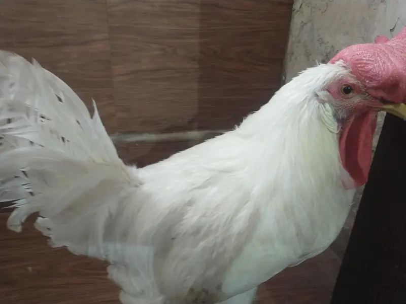 male chicken 1200 negotiable. — photo 8