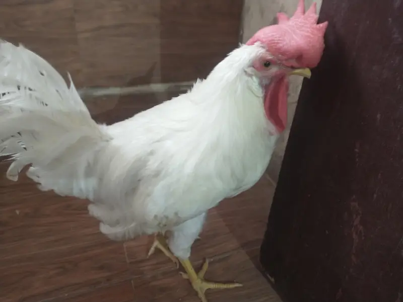 male chicken 1200 negotiable. — photo 9