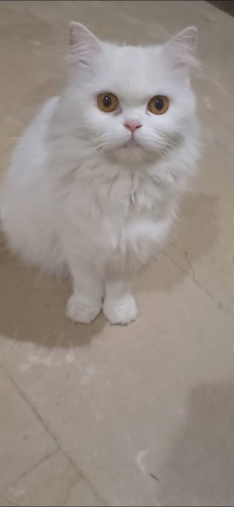 Persian cat 0