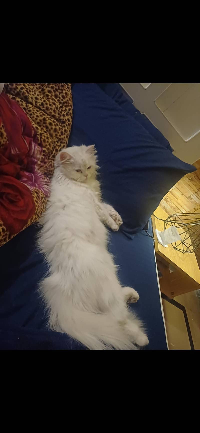 Persian cat 1