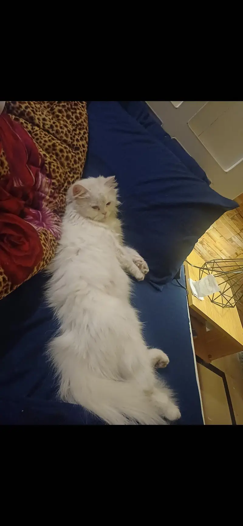 Persian cat — photo 2
