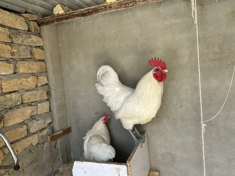White australorps 4 mail 6 femail egg start — photo 2