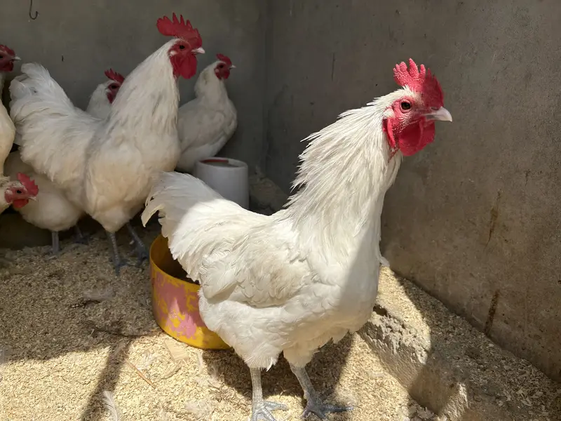 White australorps 4 mail 6 femail egg start — photo 3