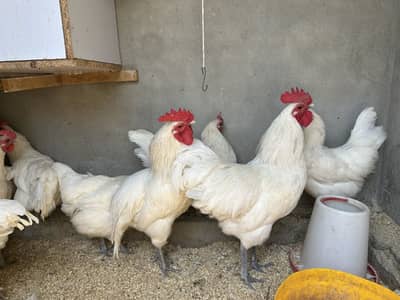 White australorps 4 mail 6 femail egg start
