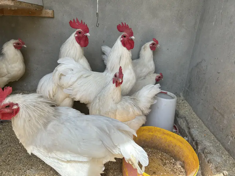 White australorps 4 mail 6 femail egg start — photo 4