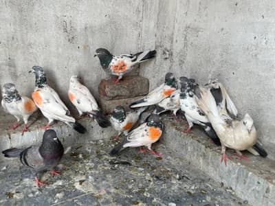 pigeon for sale