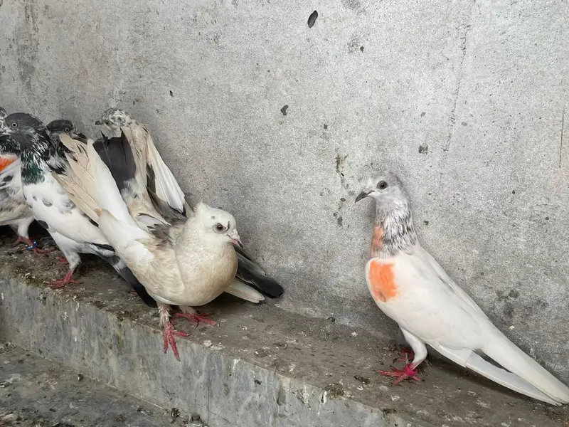 pigeon for sale — photo 2