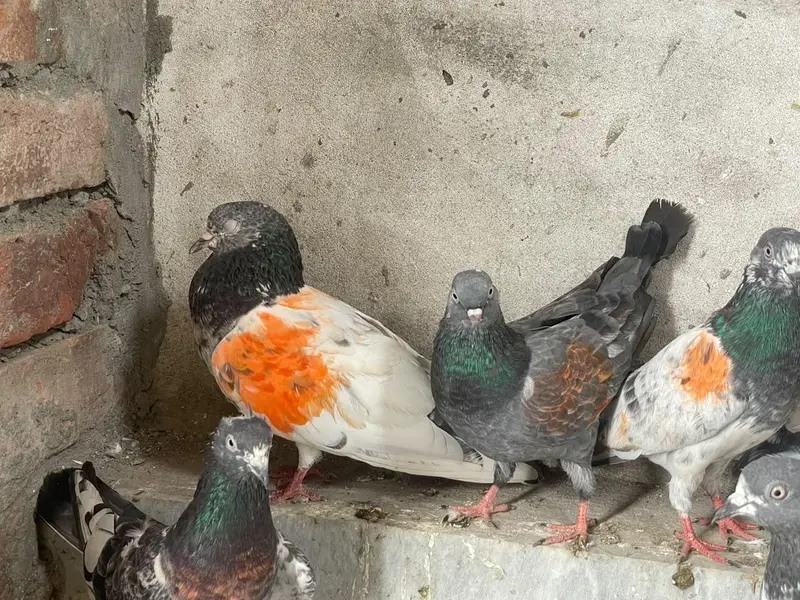 pigeon for sale — photo 3