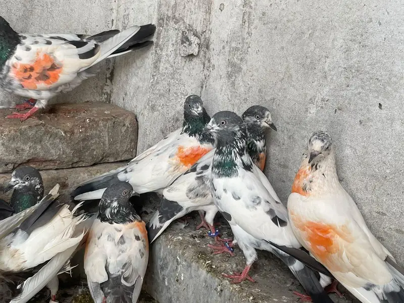 pigeon for sale — photo 4
