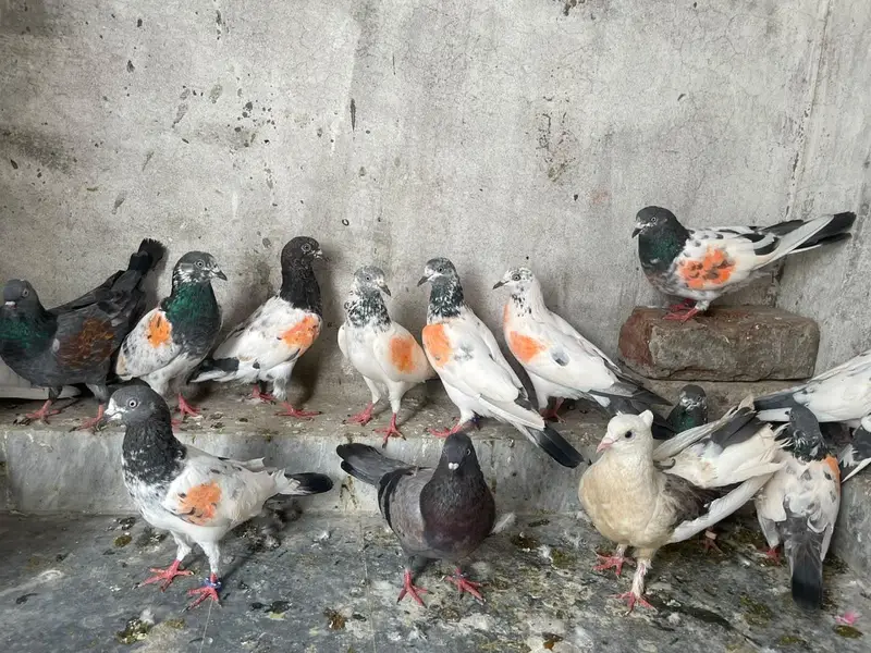 pigeon for sale — photo 5