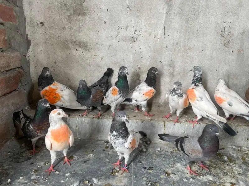 pigeon for sale — photo 6