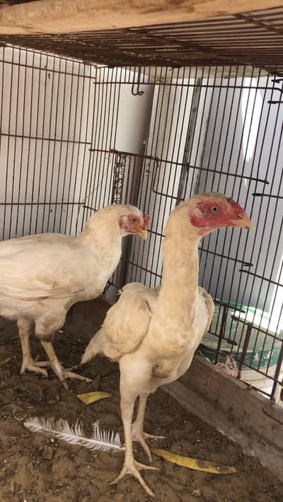 Herrra breeder female for sale