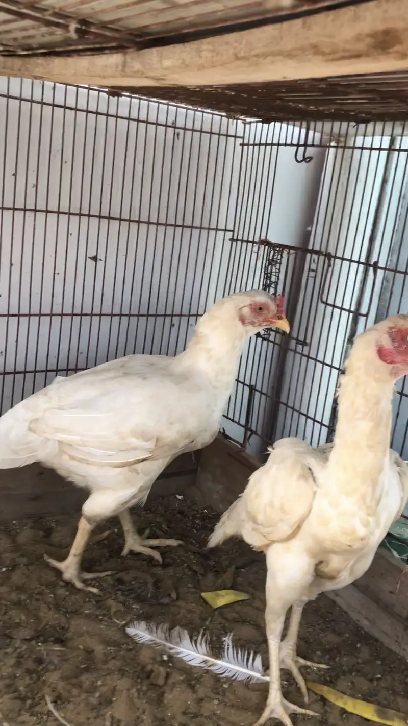 Herrra breeder female for sale — photo 2