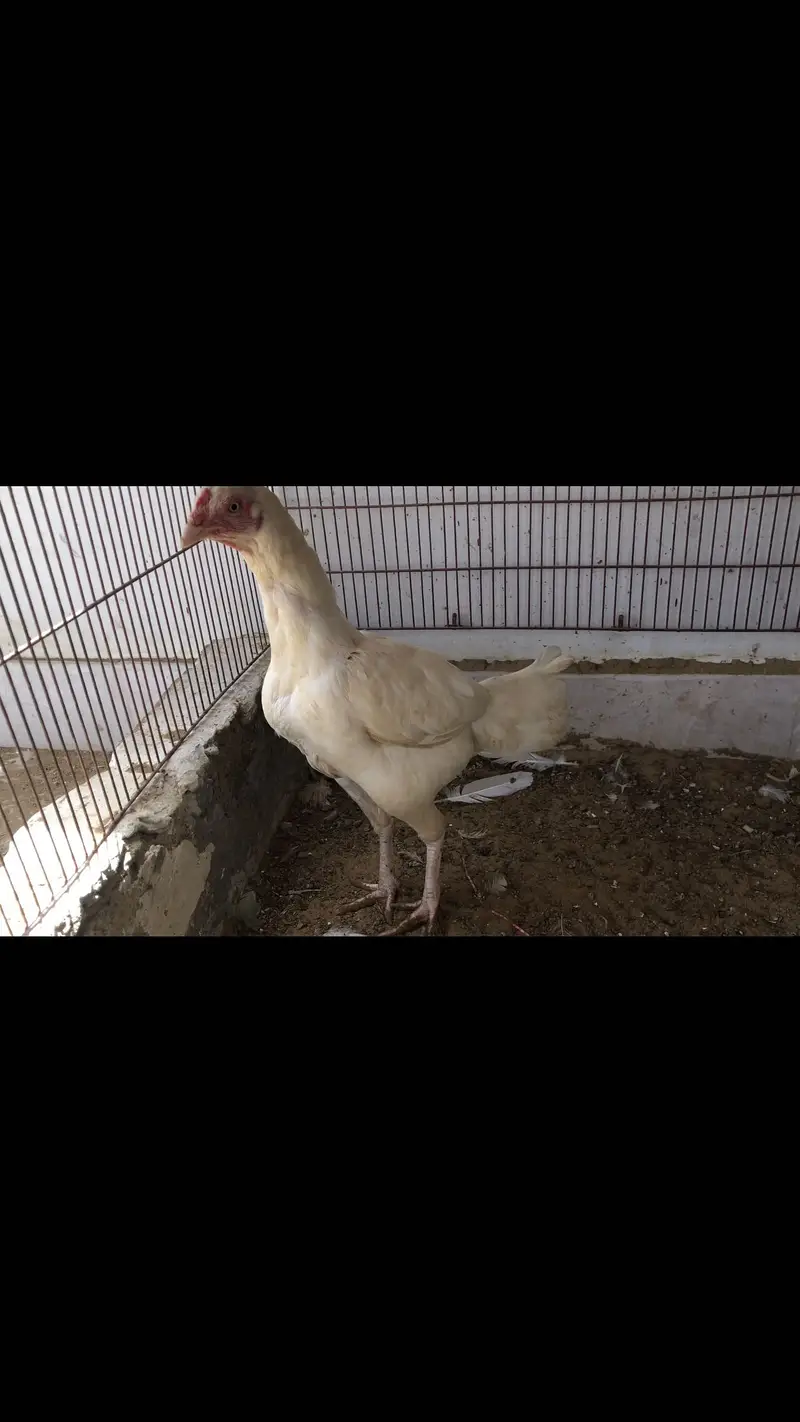 Herrra breeder female for sale — photo 3