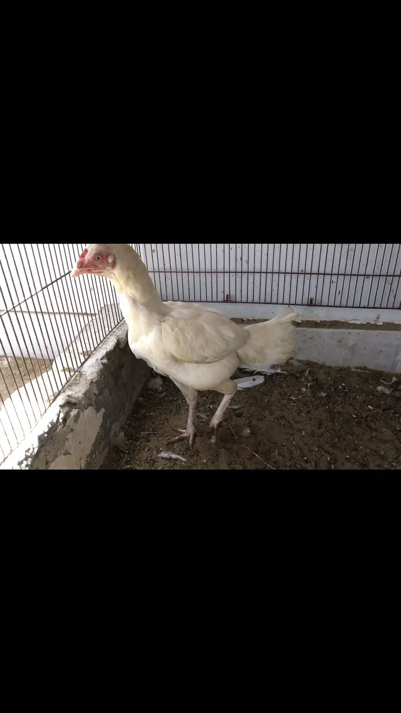 Herrra breeder female for sale — photo 4