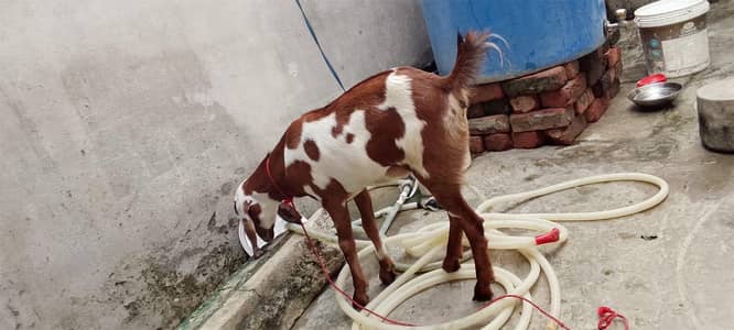 1 Female desi Goat