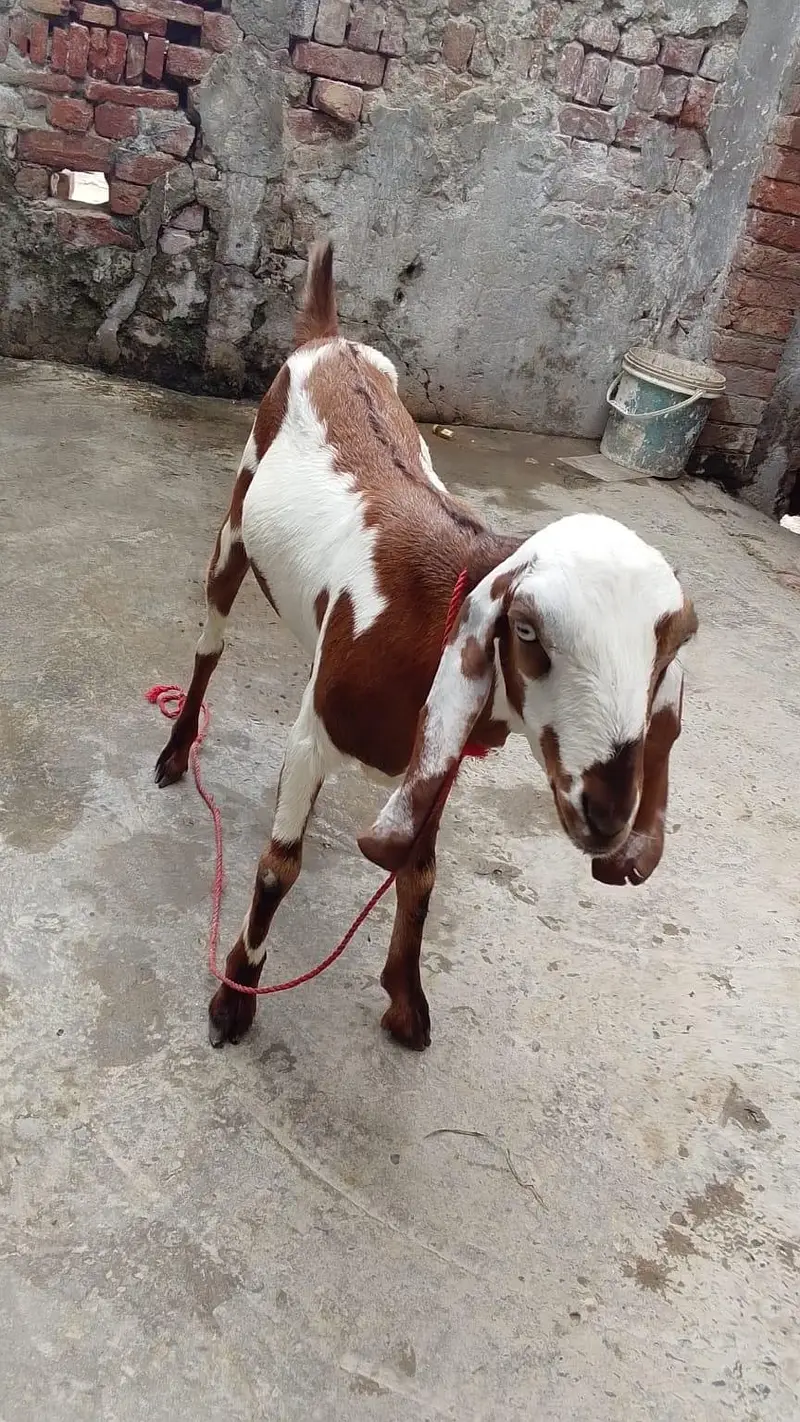 1 Female desi Goat — photo 2