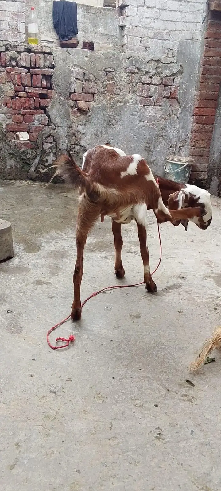1 Female desi Goat — photo 3